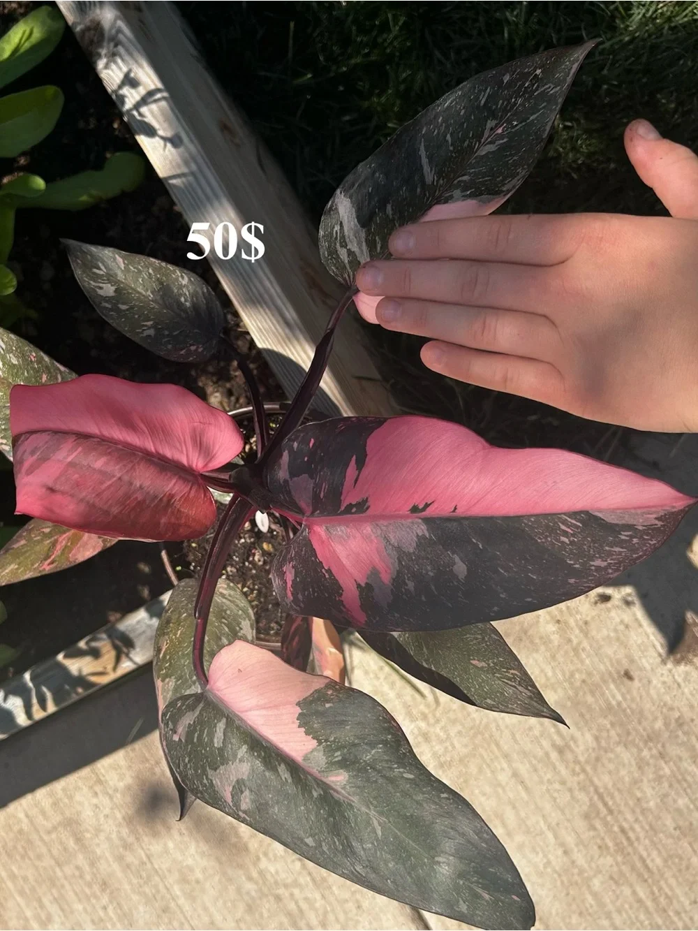 Variegated Green & White Philodendron - Premium Reptile-Friendly Plant